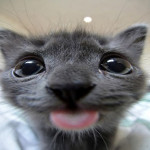 Avatar de joaovpr