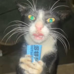 Avatar de zoioMucho
