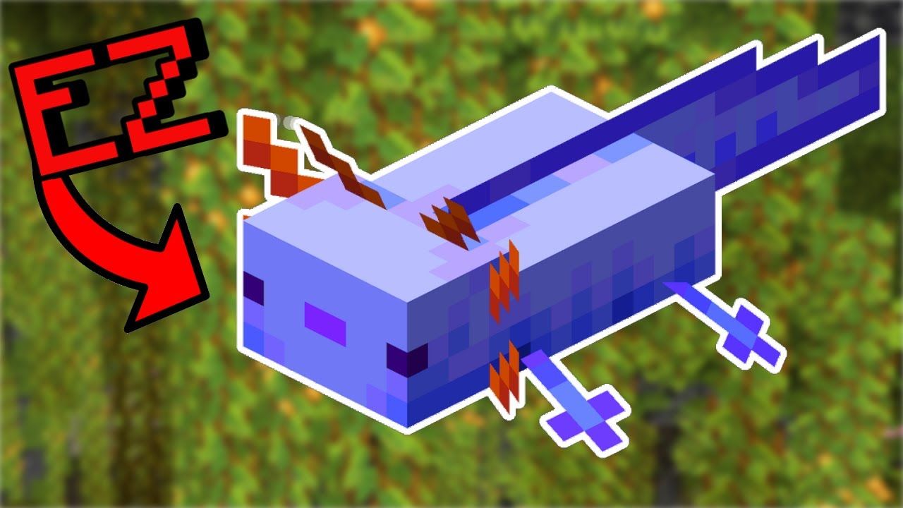 Get the Rare Blue Axolotl Easy! - Ultimate Axolotl Guide Minecraft 1.20 -  How to Breed Axolotls!