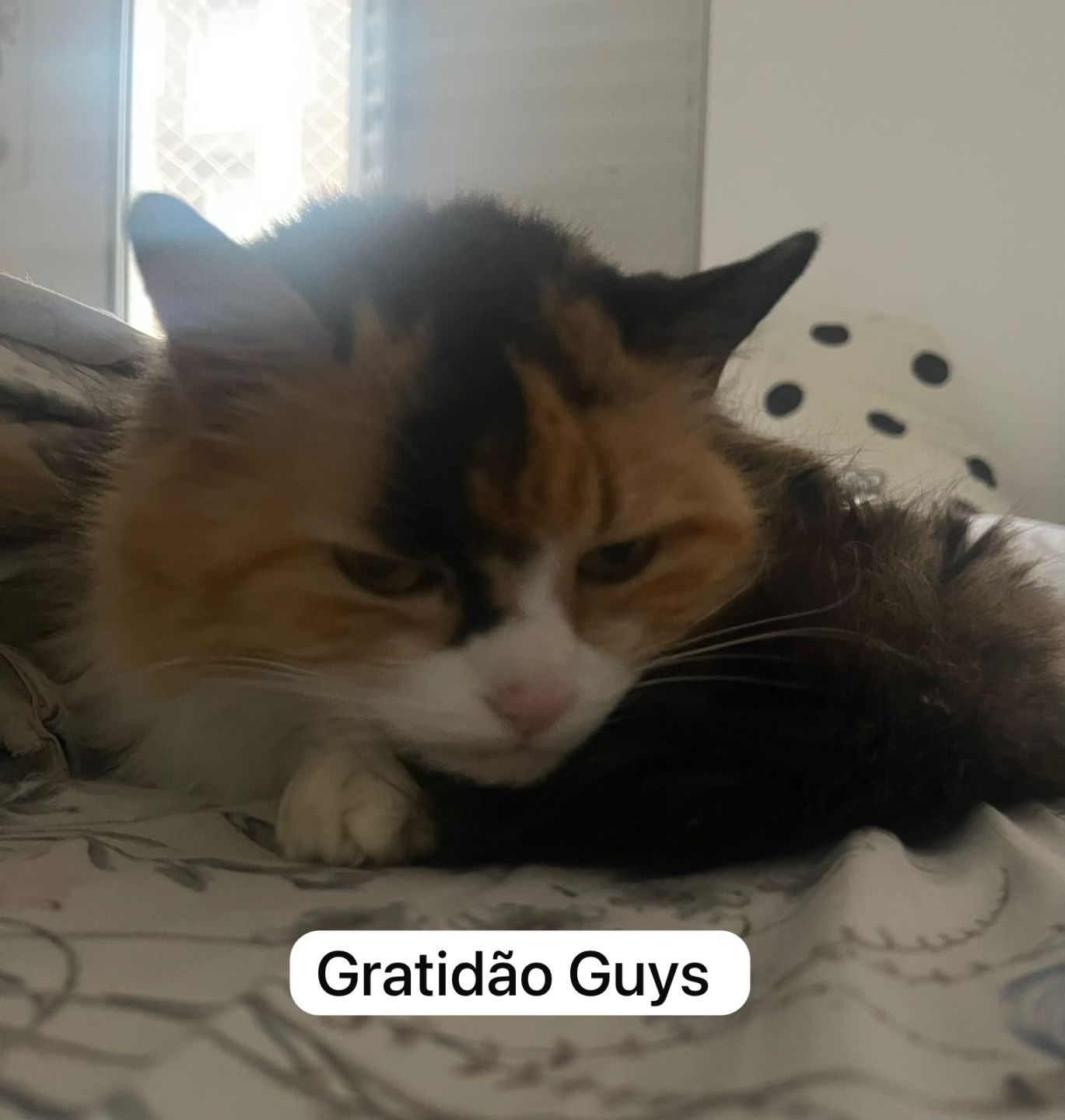 [AR 60 - AMERICA] - CONTA COM MAIS DE 30 T5 + T5 LIMITADO NAO SELECIONADO